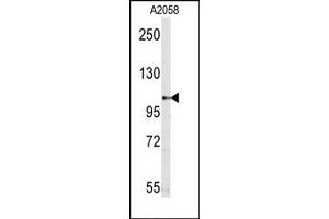 Image no. 1 for anti-Sema Domain, Seven thrombospondin Repeats (Type 1 and Type 1-Like), Transmembrane Domain (TM) and Short Cytoplasmic Domain, (Semaphorin) 5A (SEMA5A) (N-Term) antibody (ABIN357841)