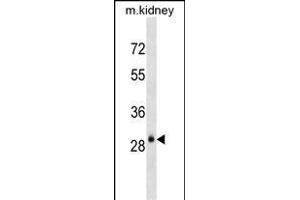 AQP3 Antibody (Center) (ABIN1537917 and ABIN2838290) western blot analysis in mouse kidney tissue lysates (35 μg/lane).