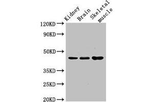 Caspase 4 antibody  (AA 82-226)