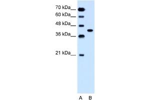 Image no. 1 for anti-Solute Carrier Family 35, Member B1 (SLC35B1) (C-Term) antibody (ABIN2781623)