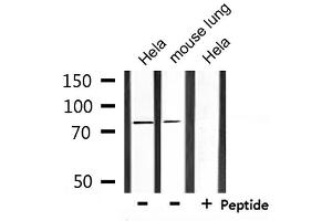 anti-Sodium Hydrogen Exchanger 7 (SLC9A7) (Internal Region) antibody