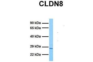 Image no. 4 for anti-Claudin 8 (CLDN8) (C-Term) antibody (ABIN2778044)