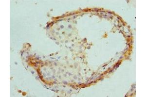 Immunohistochemistry of paraffin-embedded human testis tissue using ABIN7164913 at dilution of 1:100
