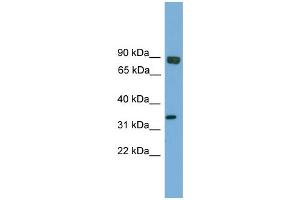 Image no. 2 for anti-Ets Homologous Factor (EHF) (Middle Region) antibody (ABIN2779829)