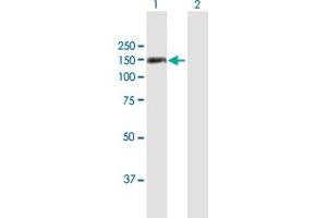 Western Blot analysis of TSHZ1 expression in transfected 293T cell line by TSHZ1 MaxPab polyclonal antibody.