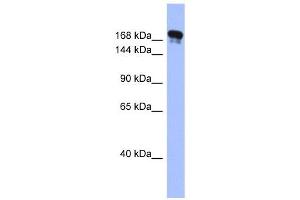 Image no. 1 for anti-Synaptojanin 1 (SYNJ1) (Middle Region) antibody (ABIN633383)