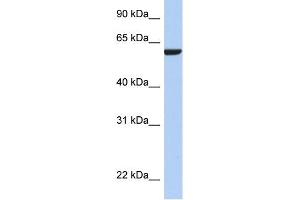 Image no. 1 for anti-Adhesion Molecule with Ig-Like Domain 3 (AMIGO3) (N-Term) antibody (ABIN2786438)