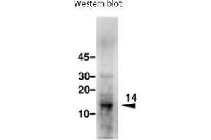 Image no. 1 for anti-Selenoprotein M (SELM) antibody (ABIN191456)