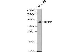LEPREL1 anticorps