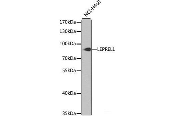 LEPREL1 anticorps
