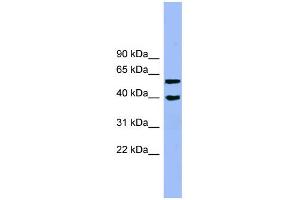 Image no. 1 for anti-Allantoicase (ALLC) (N-Term) antibody (ABIN2787133)