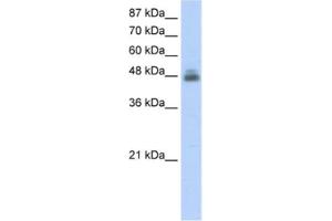 Image no. 1 for anti-RNA Binding Motif, Single Stranded Interacting Protein 1 (RBMS1) antibody (ABIN2462134)