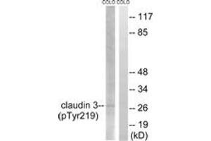 Image no. 1 for anti-Claudin 3 (CLDN3) (AA 171-220), (pTyr219) antibody (ABIN1532131)