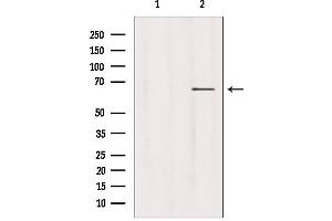 Image no. 2 for anti-Ubiquitin Specific Peptidase 39 (USP39) (N-Term) antibody (ABIN6265927)