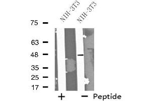 Image no. 1 for anti-Forkhead Box D4 (FOXD4) (Internal Region) antibody (ABIN6258709)