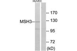 Image no. 1 for anti-MutS Homolog 3 (MSH3) (AA 51-100) antibody (ABIN1534472)