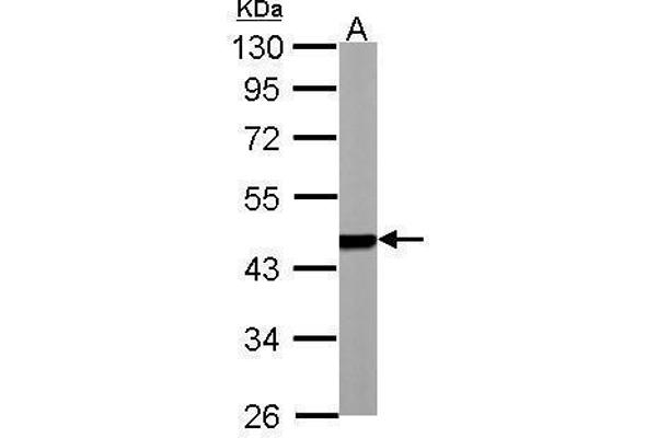 PSMC5 anticorps  (Center)
