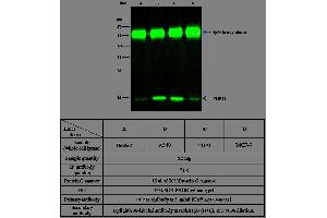 Image no. 3 for anti-phosphohistidine Phosphatase 1 (PHPT1) (AA 2-125) antibody (ABIN1999735)