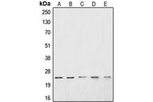 Image no. 1 for anti-Cysteine and Glycine-Rich Protein 1 (CSRP1) (Center) antibody (ABIN2705949)