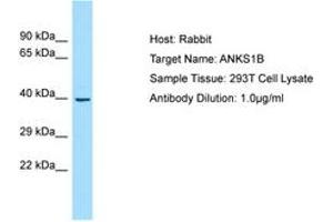 Image no. 1 for anti-Ankyrin Repeat and Sterile alpha Motif Domain Containing 1B (ANKS1B) (AA 182-231) antibody (ABIN6750005)