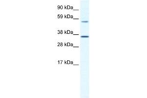 Image no. 1 for anti-Mesoderm Posterior 2 Homolog (Mesp2) (C-Term) antibody (ABIN2779870)