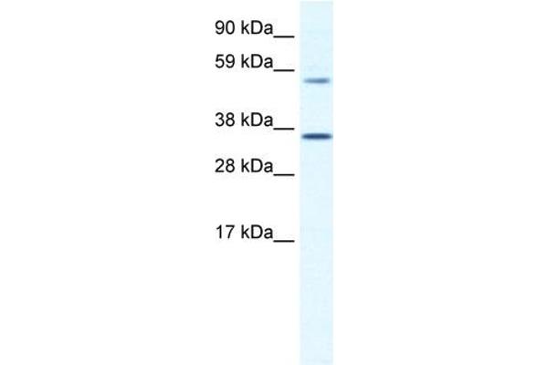 Mesp2 anticorps  (C-Term)