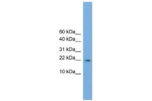 Image no. 1 for anti-Peptidylprolyl Isomerase (Cyclophilin)-Like 3 (PPIL3) (Middle Region) antibody (ABIN2784444)