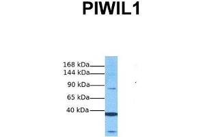 Image no. 2 for anti-Piwi-Like 1 (PIWIL1) (Middle Region) antibody (ABIN2776754)