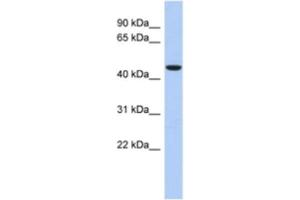 Image no. 1 for anti-Zinc Finger Protein 566 (ZNF566) antibody (ABIN2463904)