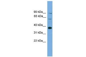 Image no. 1 for anti-Interferon Regulatory Factor 1 (IRF1) (Middle Region) antibody (ABIN2779861)