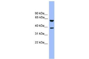 Image no. 1 for anti-F-Box and Leucine-Rich Repeat Protein 12 (FBXL12) (C-Term) antibody (ABIN2788057)