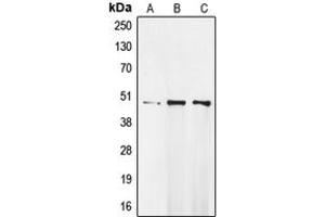 Image no. 2 for anti-MOK Protein Kinase (MOK) (Center) antibody (ABIN2706580)