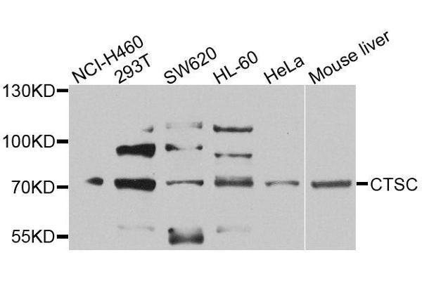 CTSC anticorps  (AA 25-134)