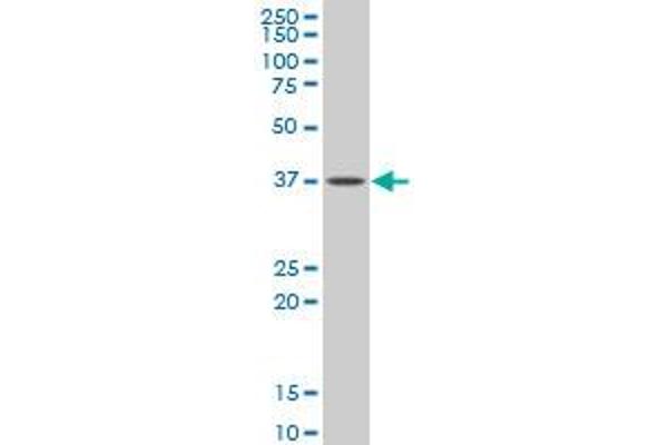 anti-Guanine Nucleotide Binding Protein (G Protein), alpha Inhibiting Activity Polypeptide 2 (GNAI2) (AA 1-339) antibody