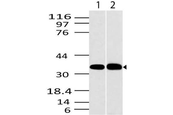 anti-C-Type Lectin Domain Family 1, Member A (CLEC1A) (AA 1-200) antibody