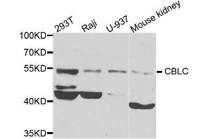 Image no. 2 for anti-Cbl proto-oncogene C (CBLC) antibody (ABIN6138006)