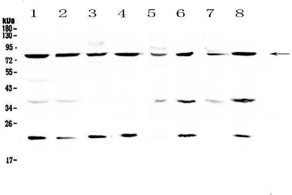 Mre11 Antikörper  (AA 2-239)