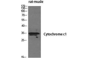 Image no. 2 for anti-Cytochrome C1 (CYC1) (Internal Region) antibody (ABIN3184221)