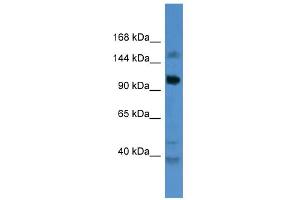 anti-Coiled-Coil Domain Containing 87 (CCDC87) (C-Term) antibody