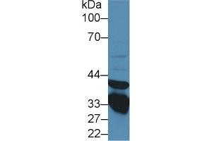 Image no. 2 for anti-Annexin A3 (ANXA3) (AA 19-154) antibody (ABIN1176350)