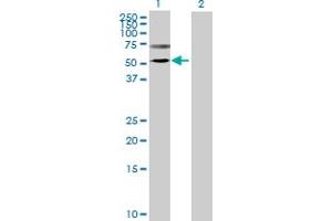 Western Blot analysis of TMPRSS5 expression in transfected 293T cell line by TMPRSS5 MaxPab polyclonal antibody.