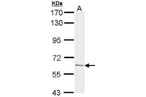 Image no. 1 for anti-Ubiquilin 1 (UBQLN1) (Center) antibody (ABIN2856811)