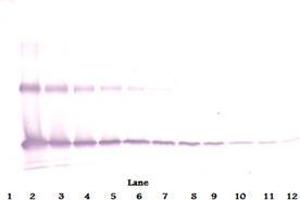 Image no. 3 for anti-Interleukin 33 (IL33) antibody (Biotin) (ABIN1449496)