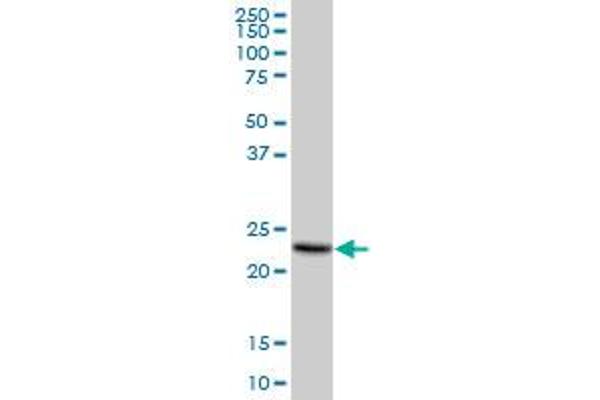 anti-Membrane-Spanning 4-Domains, Subfamily A, Member 4 (MS4A4A) (AA 1-220) antibody