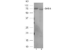 Image no. 2 for anti-Growth Arrest-Specific 6 (GAS6) (AA 551-650) antibody (ABIN873146)