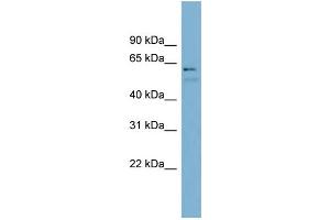 Image no. 2 for anti-Nuclear Receptor Subfamily 6, Group A, Member 1 (NR6A1) (N-Term) antibody (ABIN2782299)