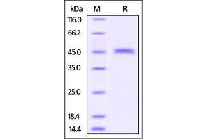 Image no. 2 for CD3 epsilon (CD3E) (AA 23-108) protein (Fc Tag) (ABIN4949162)