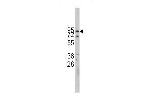 Image no. 2 for anti-Cadherin 10, Type 2 (T2-Cadherin) (CDH10) (AA 25-55), (N-Term) antibody (ABIN5535227)