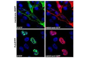 Image no. 2 for anti-Green Fluorescent Protein (GFP) antibody (ABIN302066)