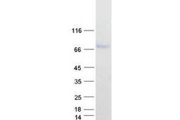 Zinc Finger Protein 692 (ZNF692) (Transcript Variant 2) protein (Myc-DYKDDDDK Tag)